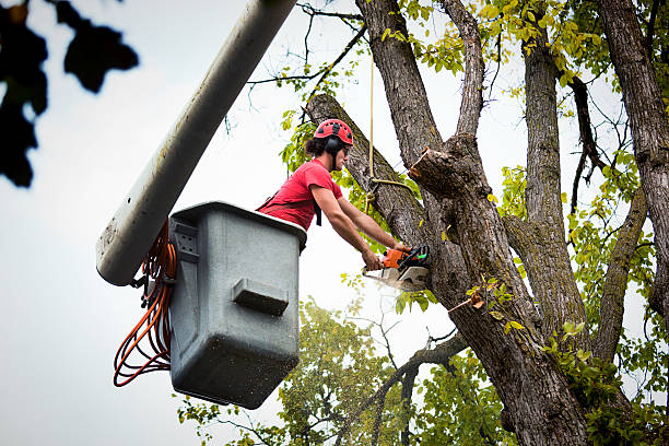 Why Choose Our Tree Removal Services in Hackleburg, AL?